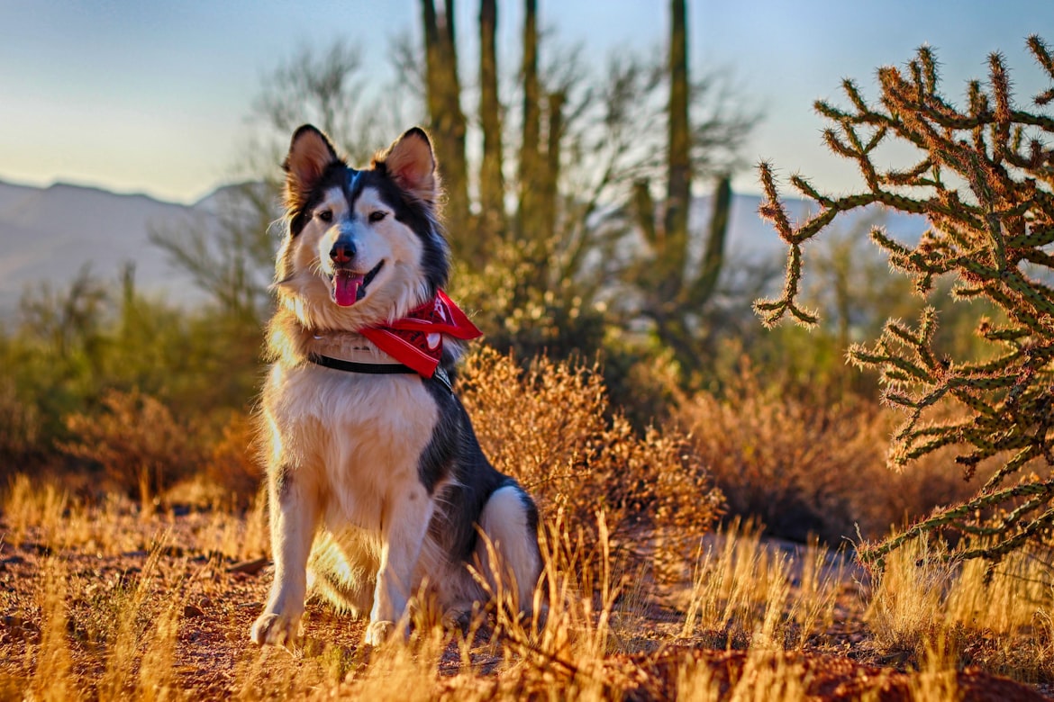Pet-friendly vacation rentals in Arizona