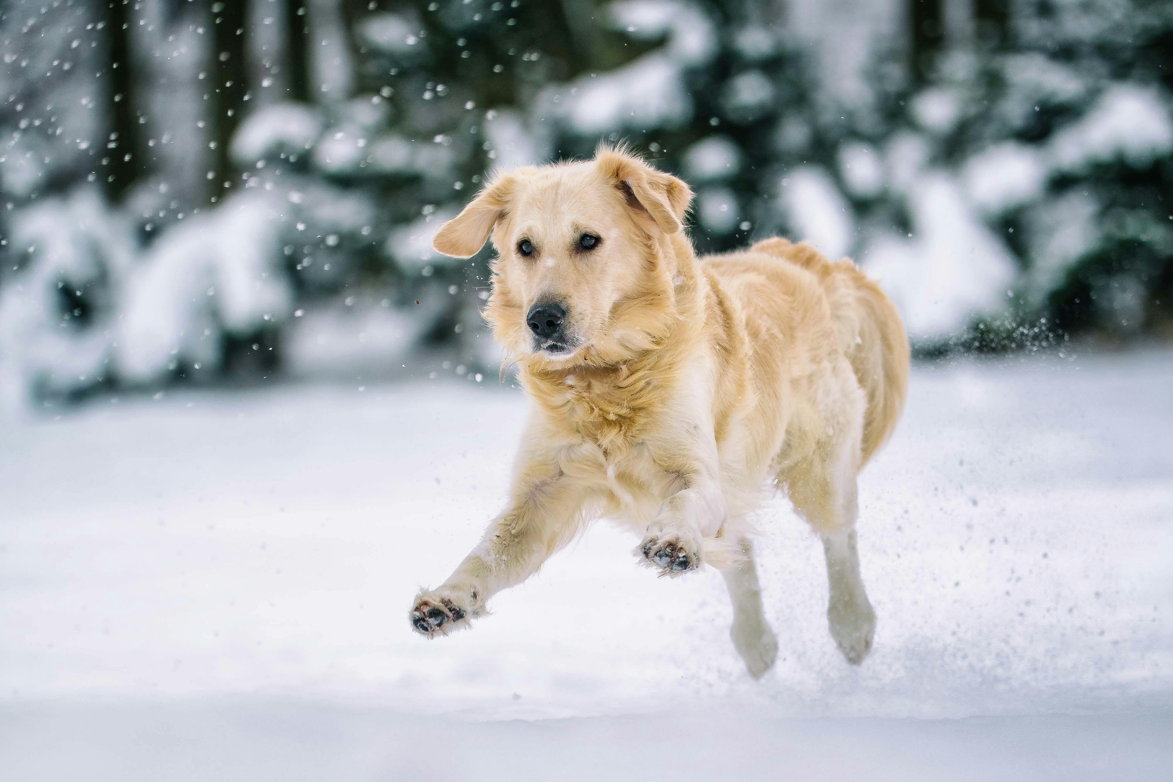 Pet-friendly vacation rentals in Breckenridge
