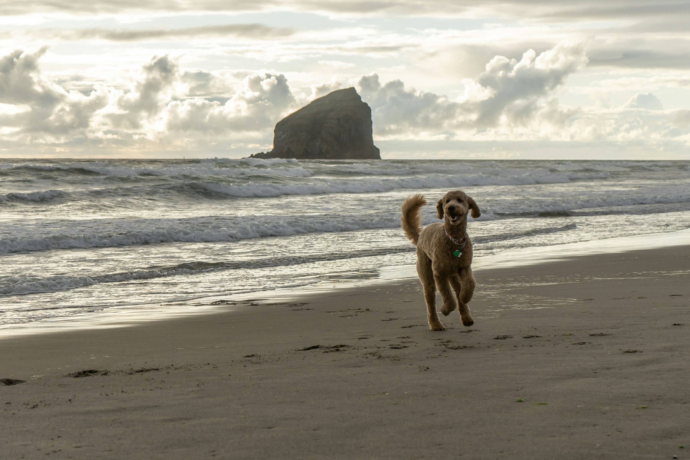 Pet-friendly vacation rentals in Cannon Beach