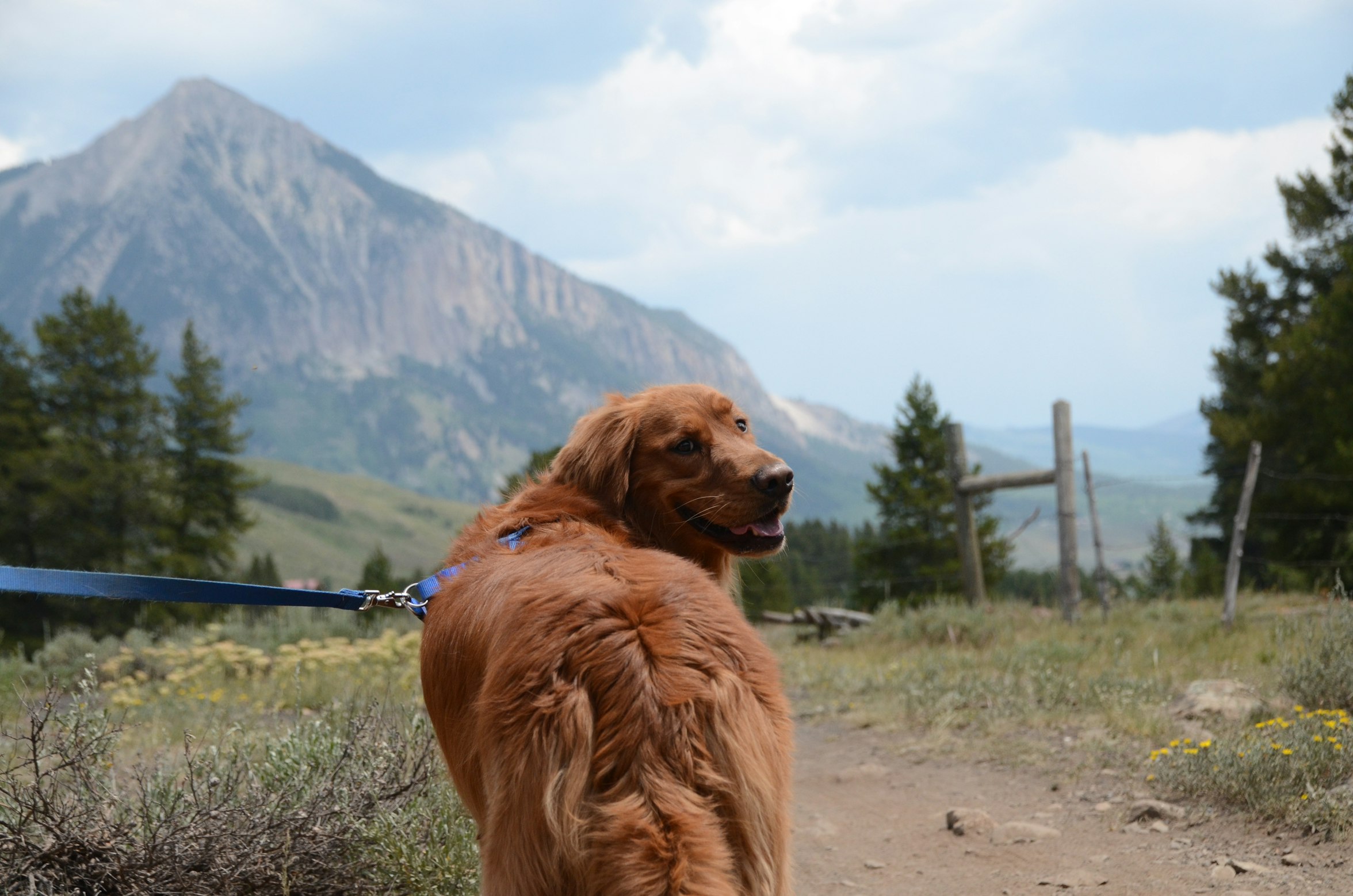 Pet-friendly vacation rentals in Colorado