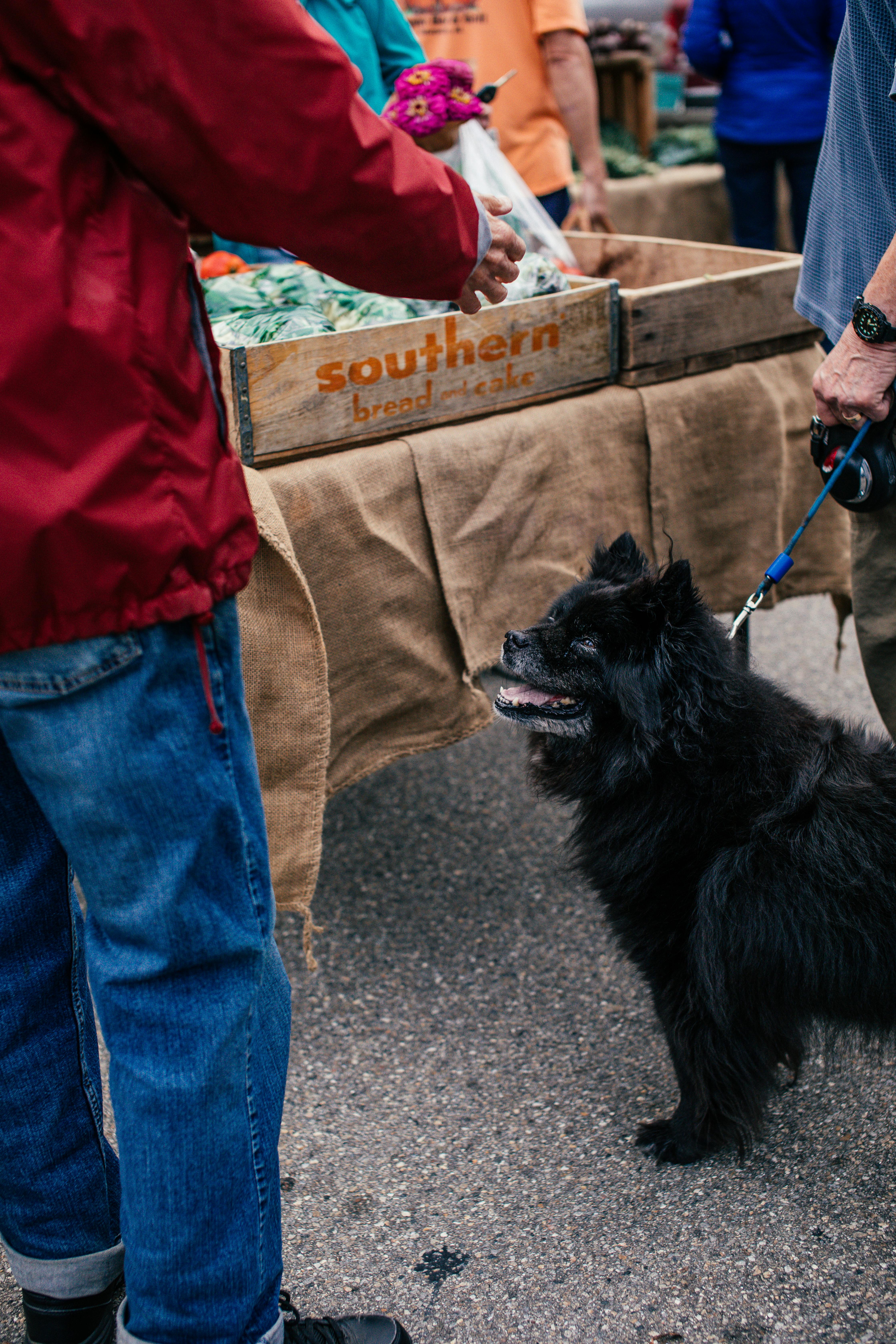 Pet-friendly vacation rentals in Corpus Christi