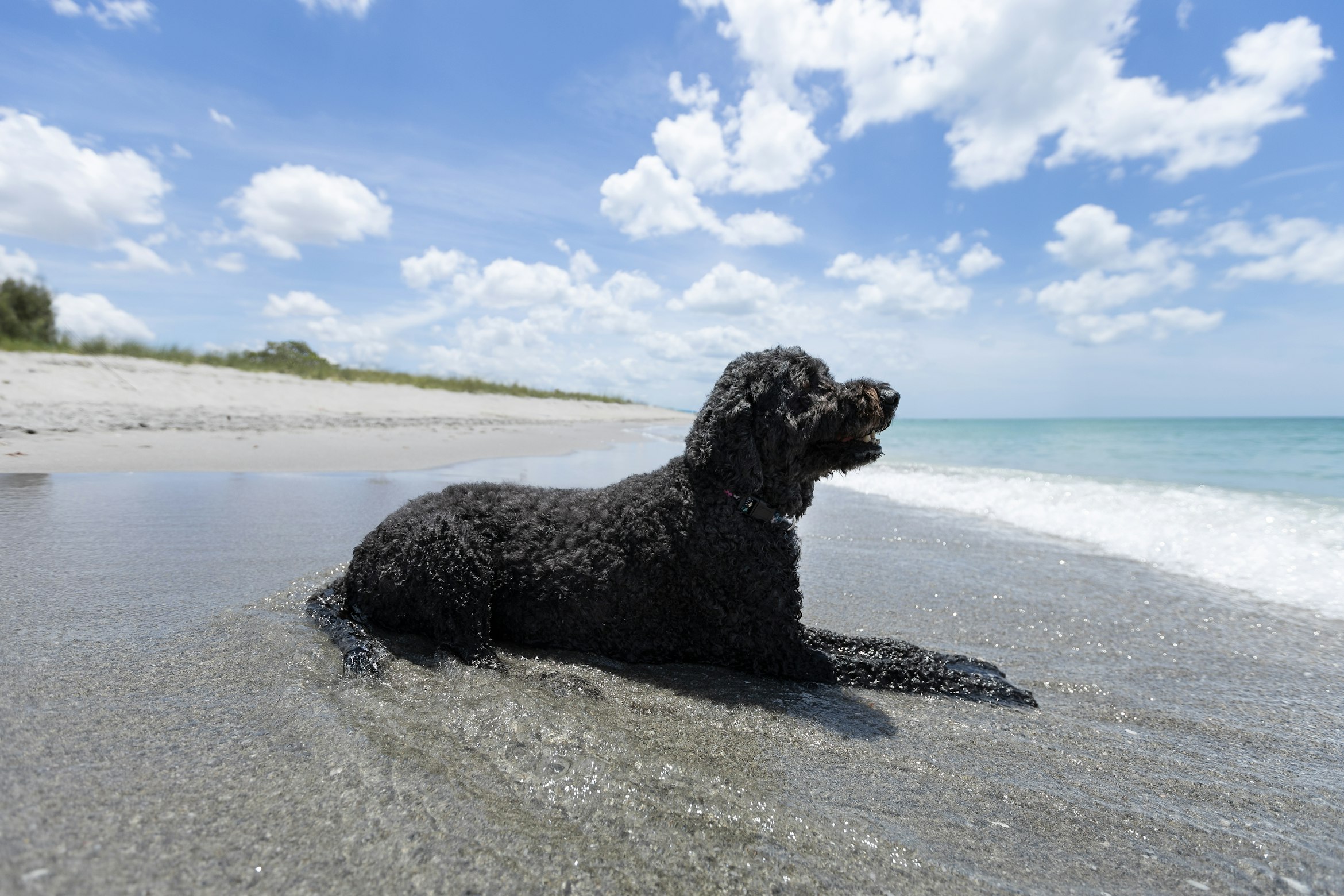 Pet-friendly vacation rentals in Florida
