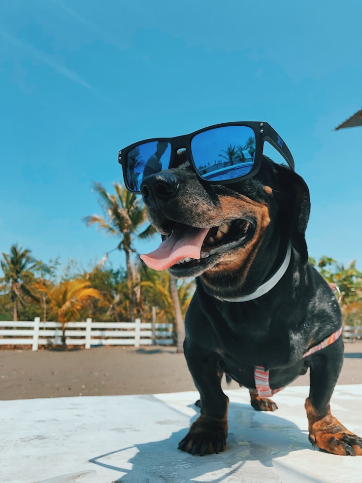 Pet-friendly vacation rentals in Hawaii