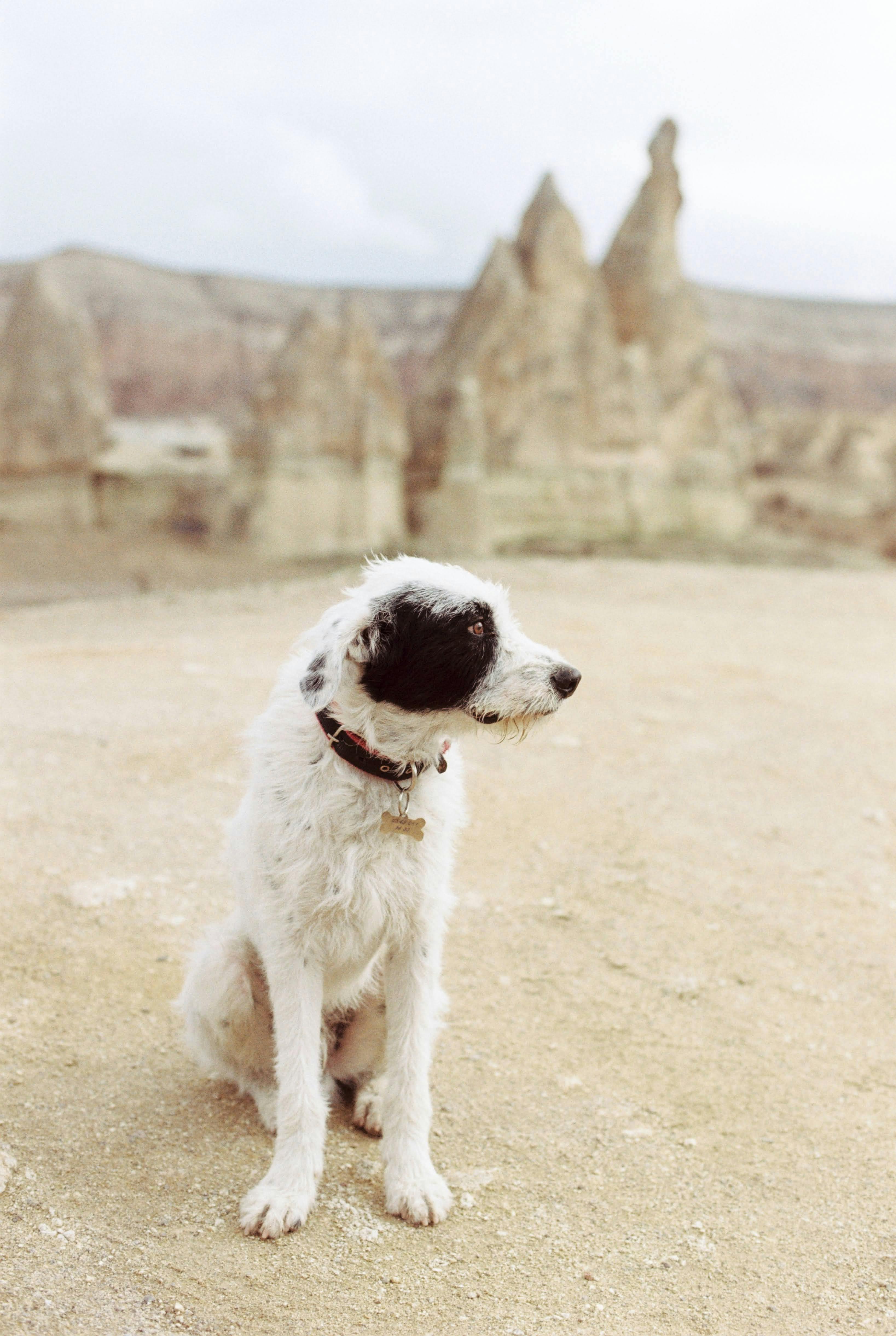 Pet-friendly vacation rentals in Joshua Tree