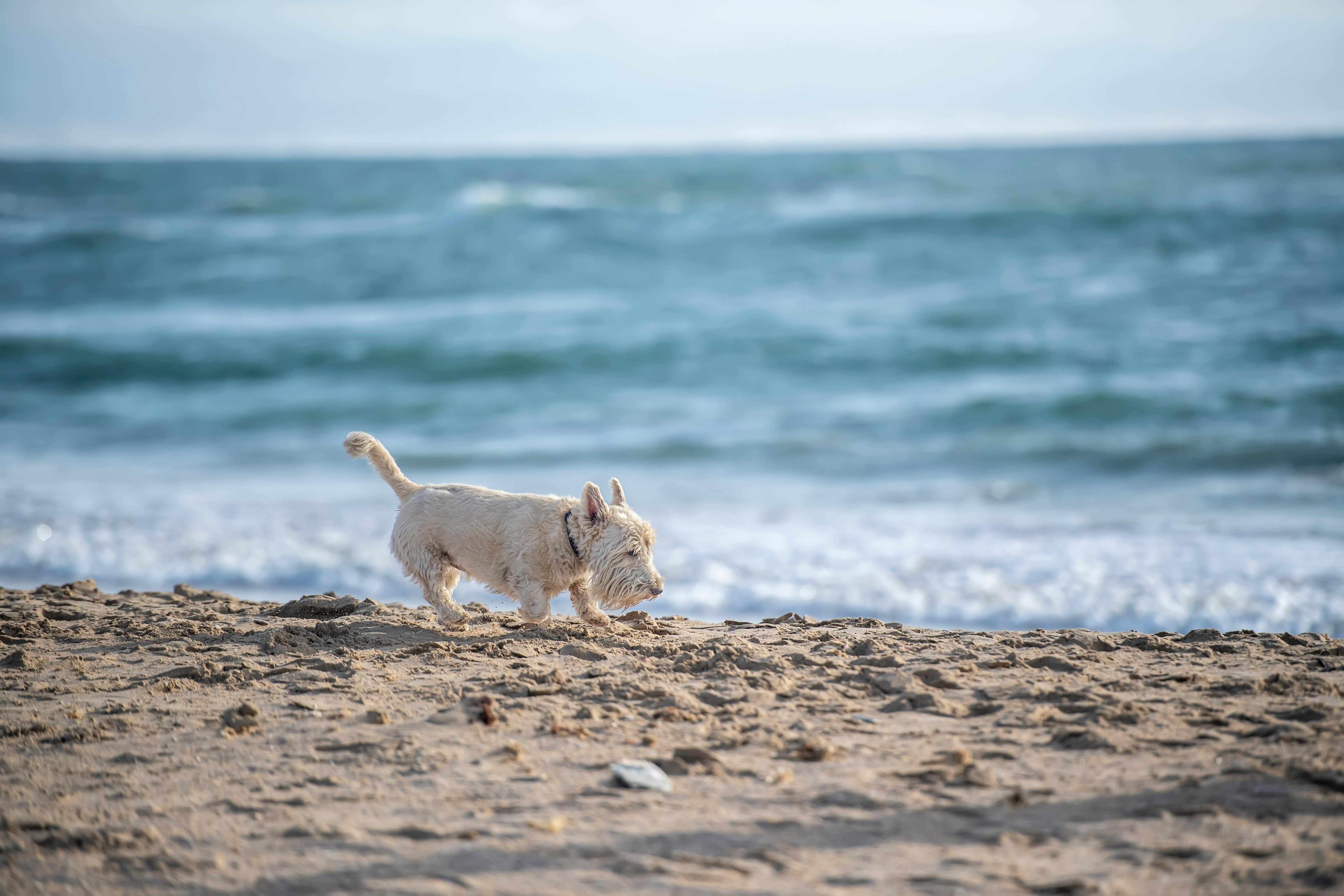 Pet-friendly vacation rentals in Key West