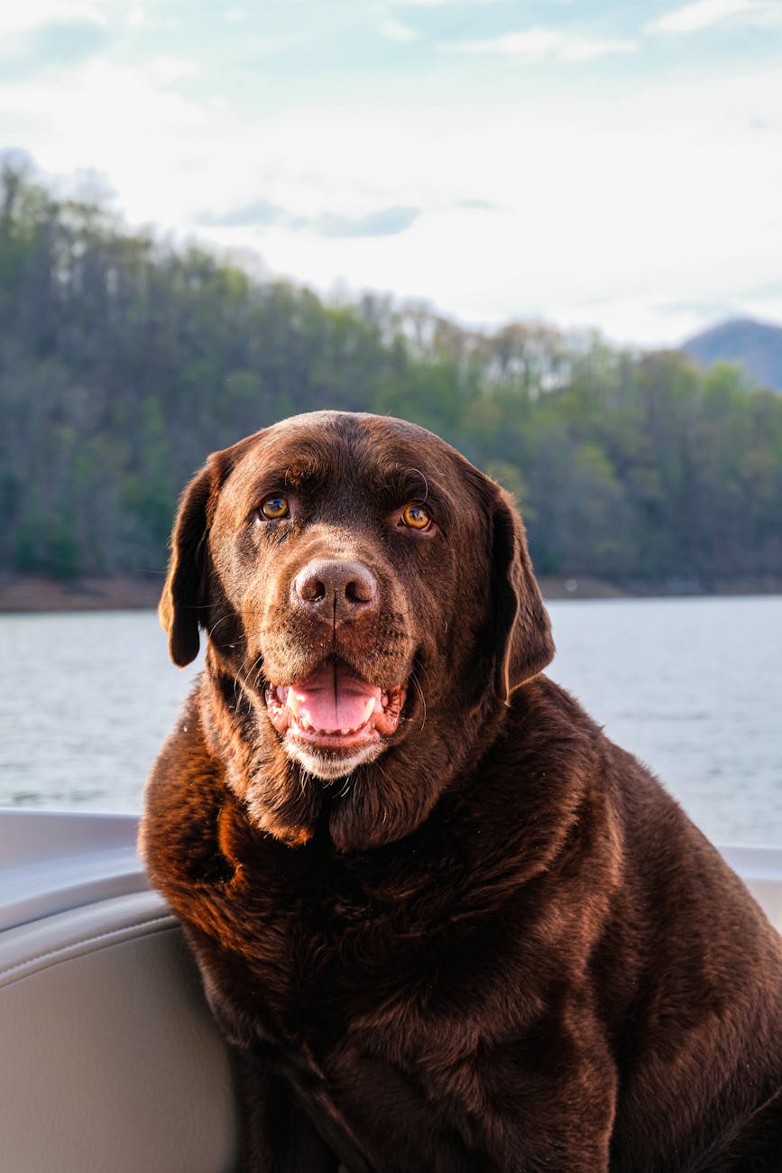 Pet-friendly vacation rentals in Lake Norman
