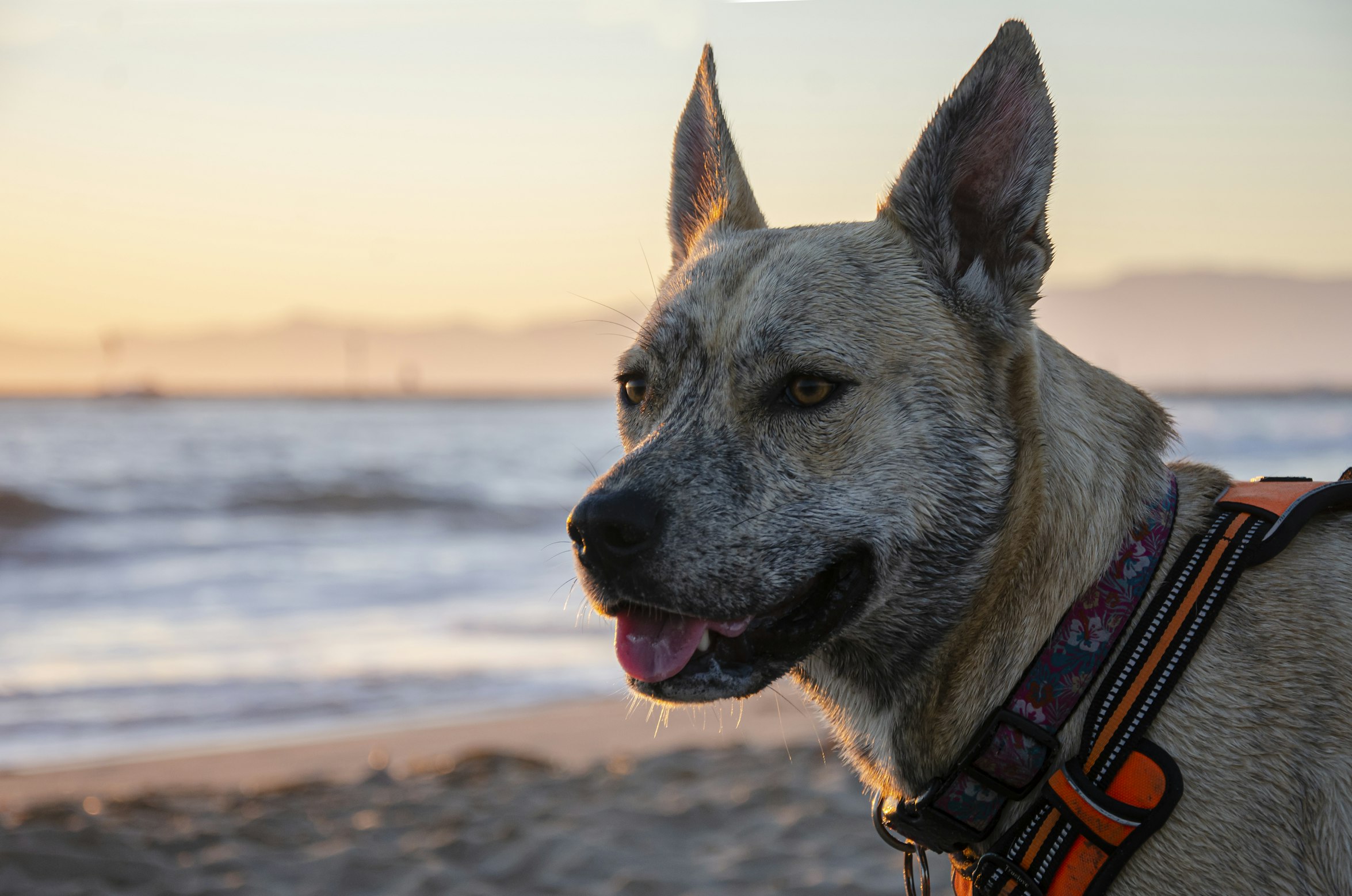 Pet-friendly vacation rentals in Los Angeles
