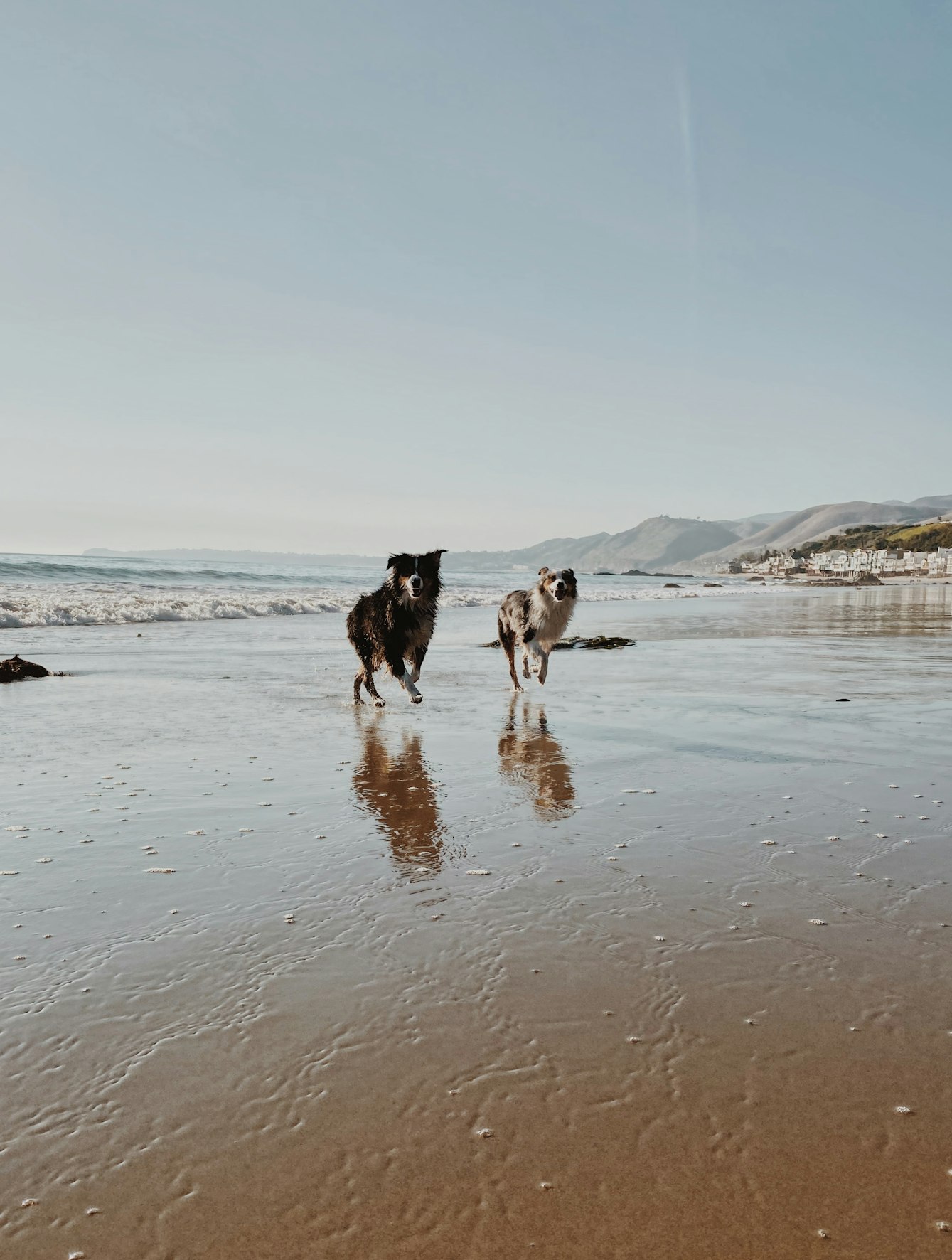 Pet-friendly vacation rentals in Malibu