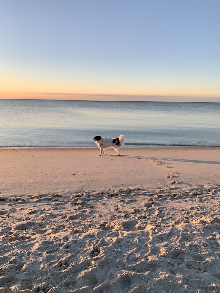 Pet-friendly vacation rentals in Massachusetts