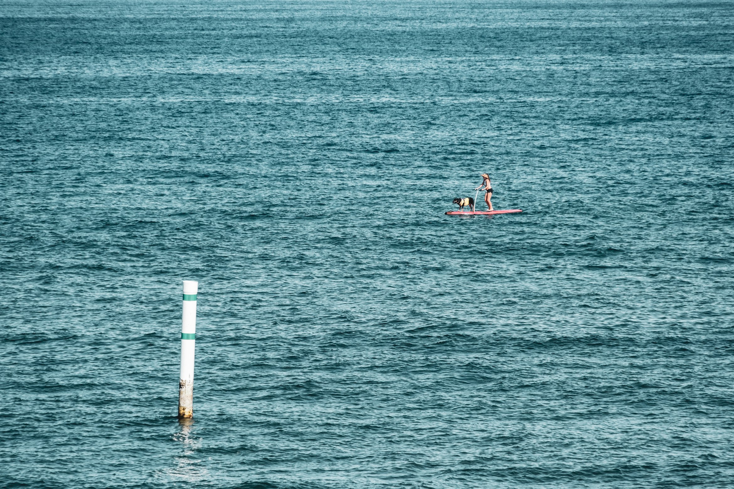 Pet-friendly vacation rentals in Maui