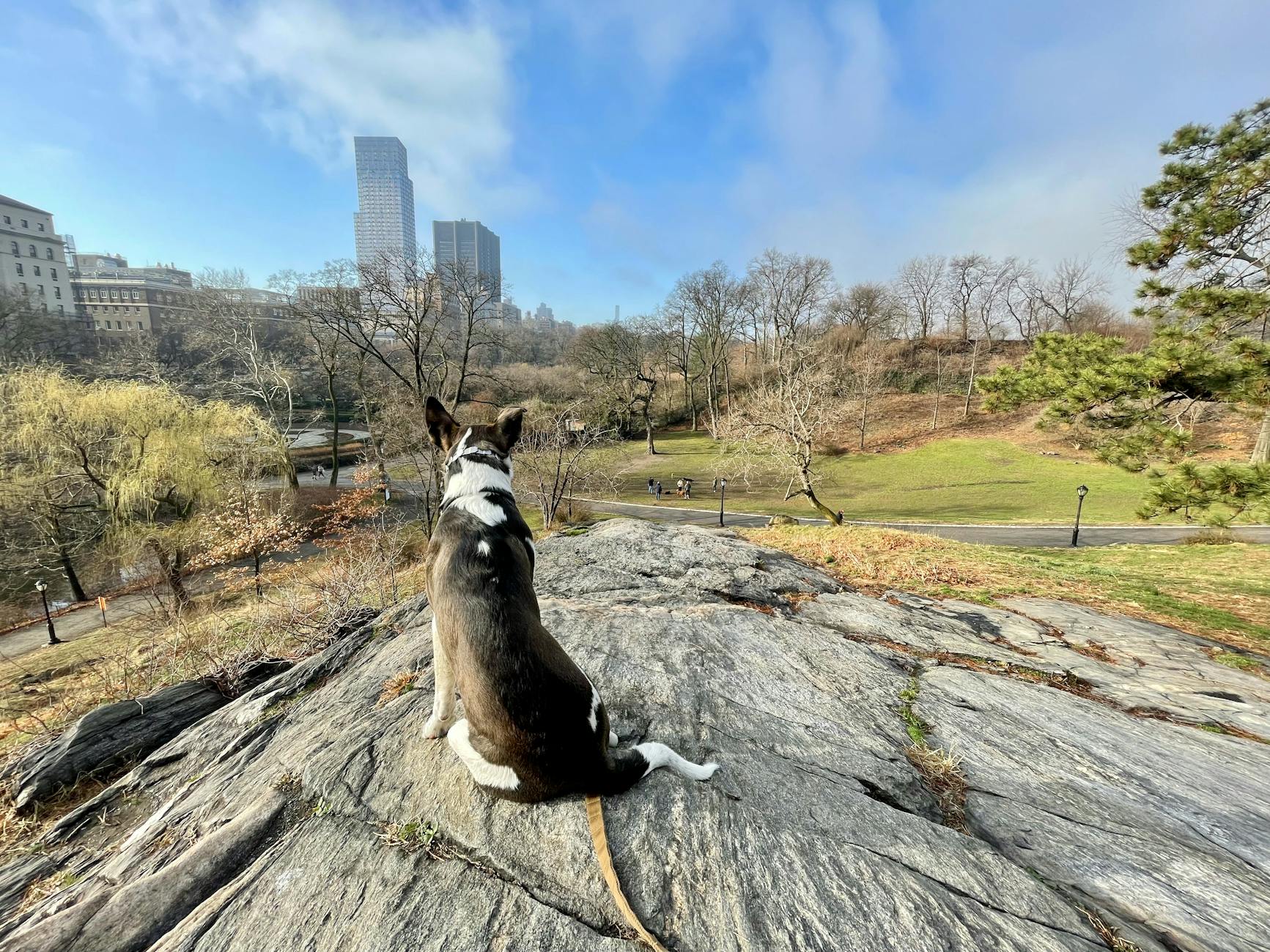 Pet-friendly vacation rentals in New York