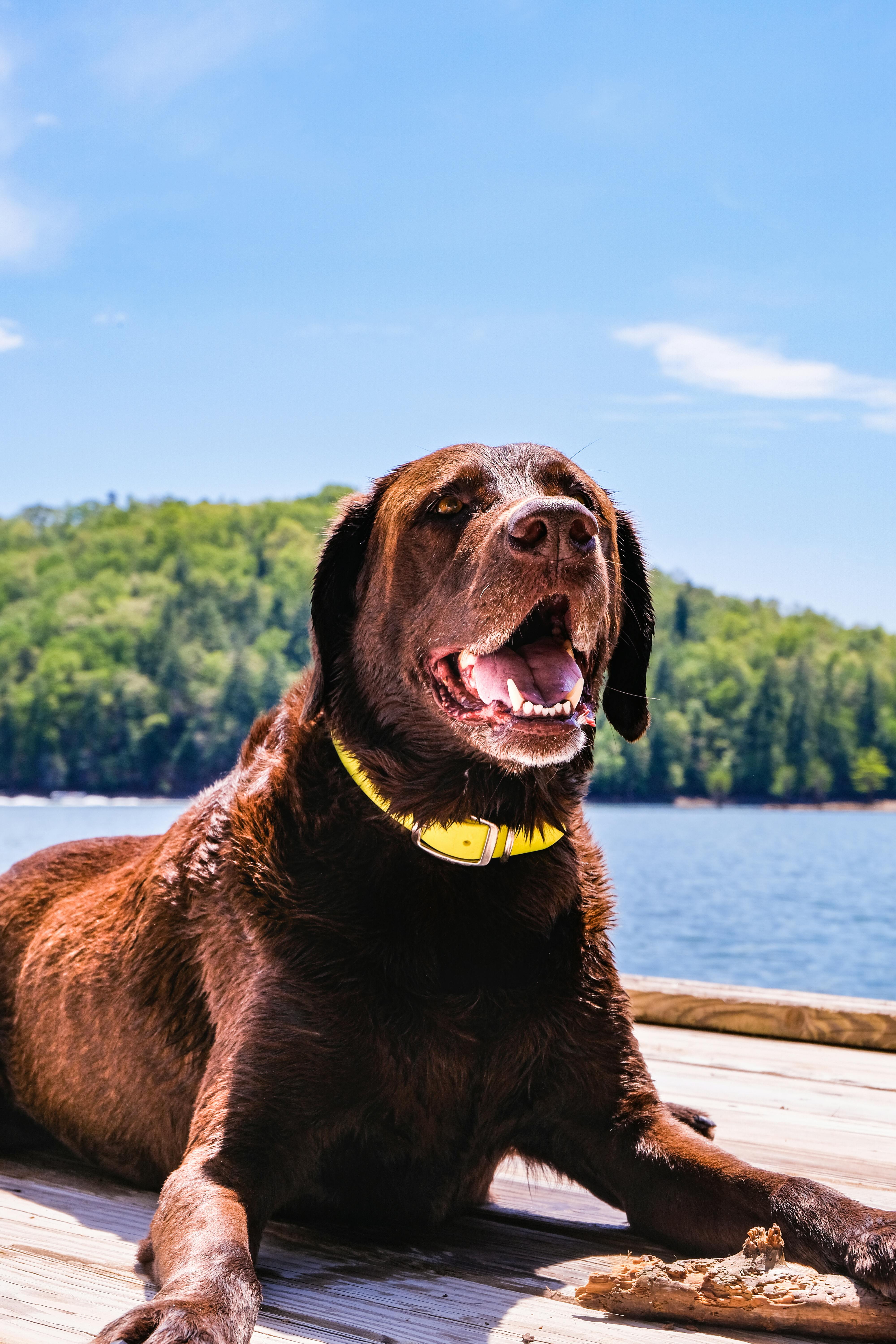 Pet-friendly vacation rentals in North Carolina
