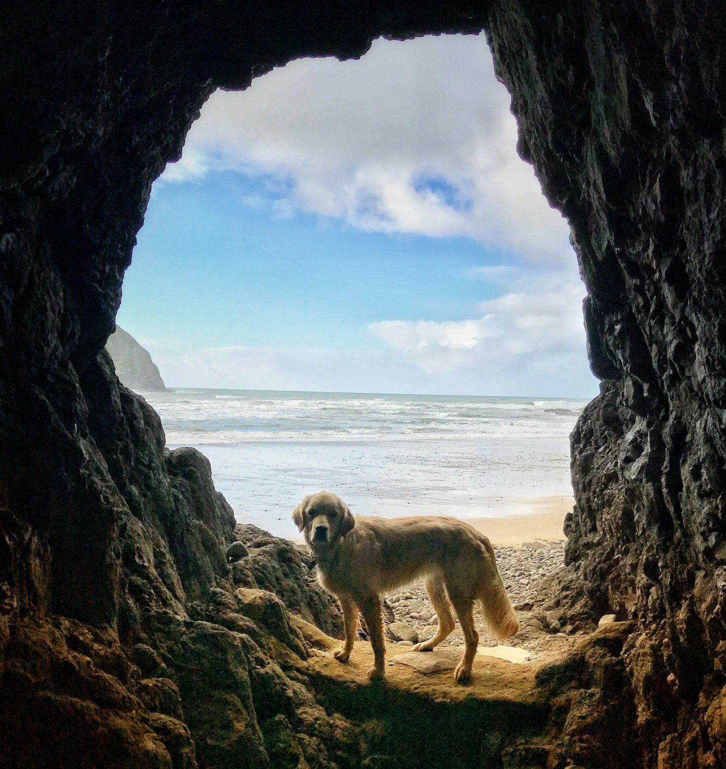 Pet-friendly vacation rentals in Oregon Coast