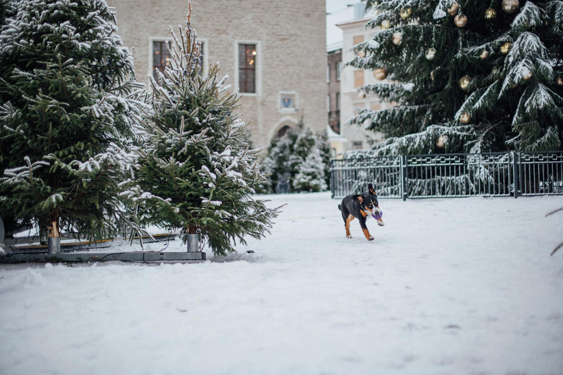 Pet-friendly vacation rentals in Park City