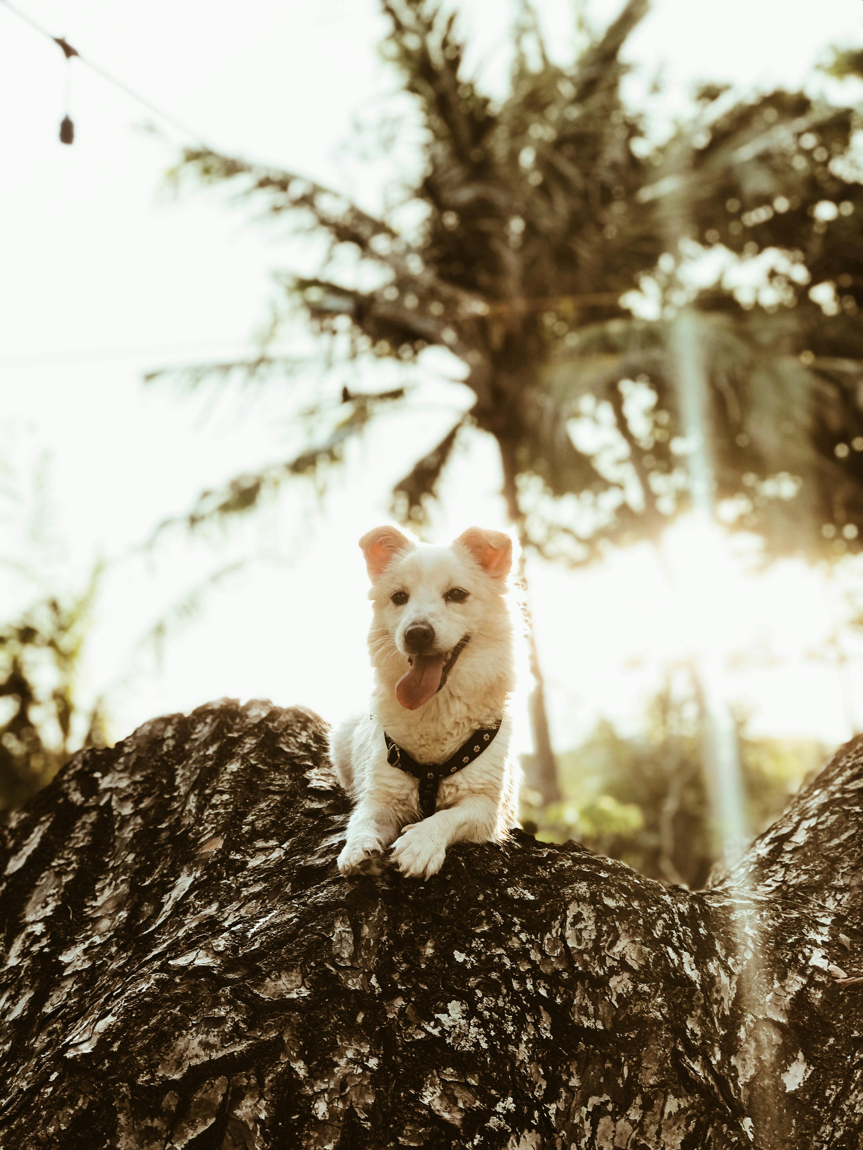 Pet-friendly vacation rentals in Paso Robles