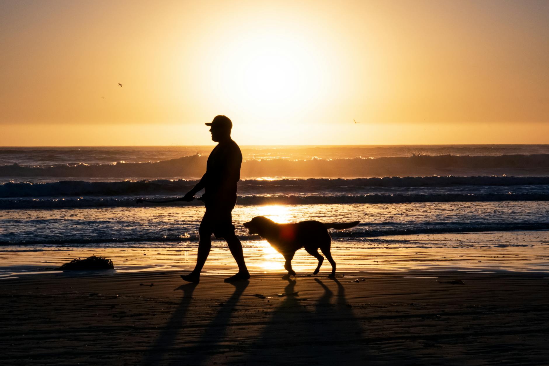 Pet-friendly vacation rentals in Pismo Beach