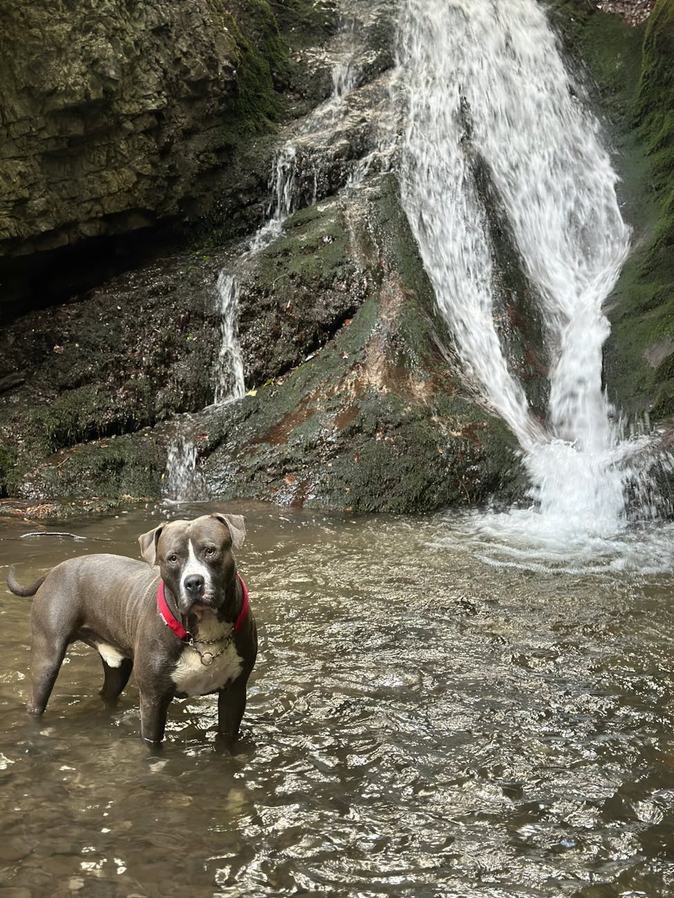 Pet-friendly vacation rentals in Poconos