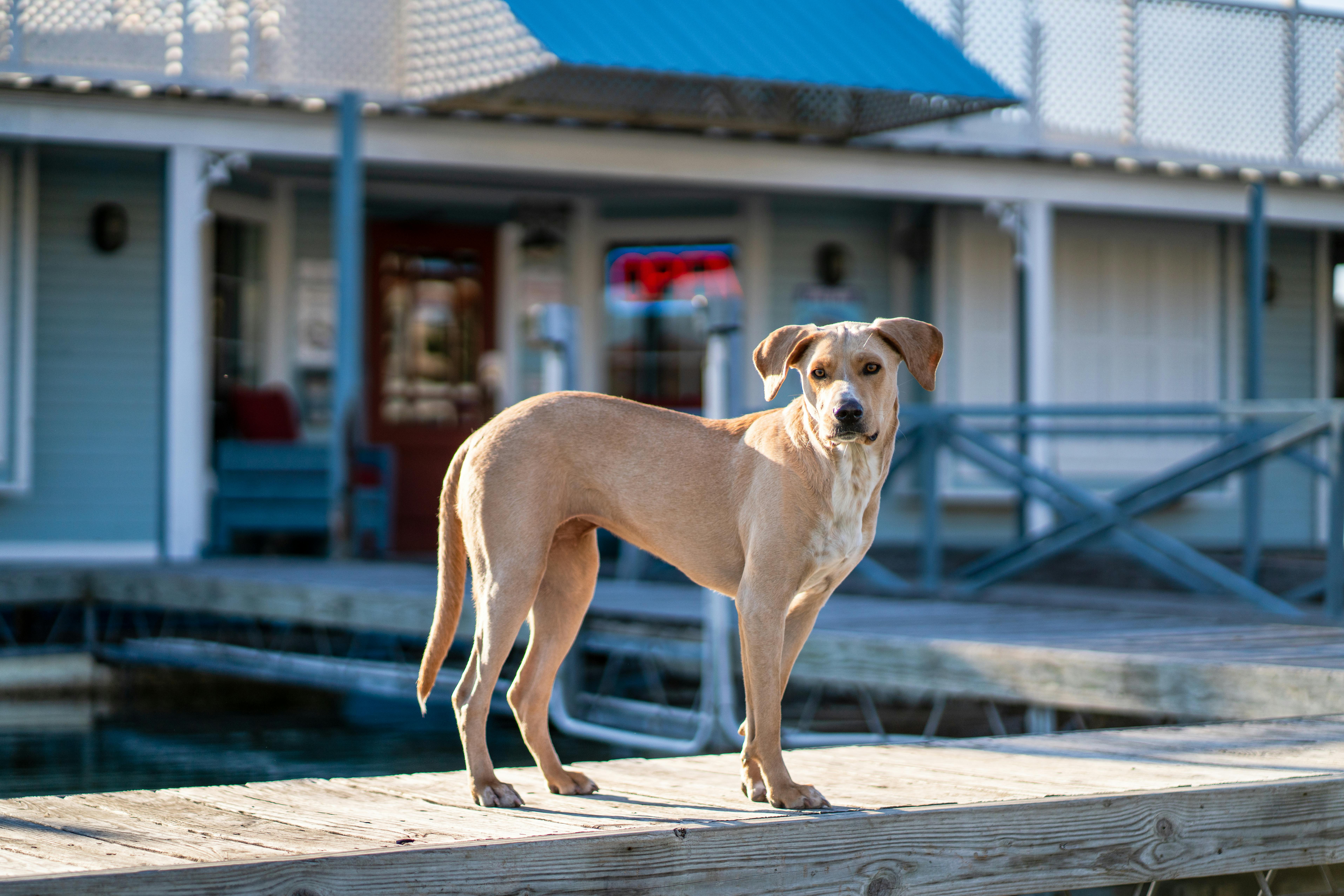 Pet-friendly vacation rentals in Port Aransas