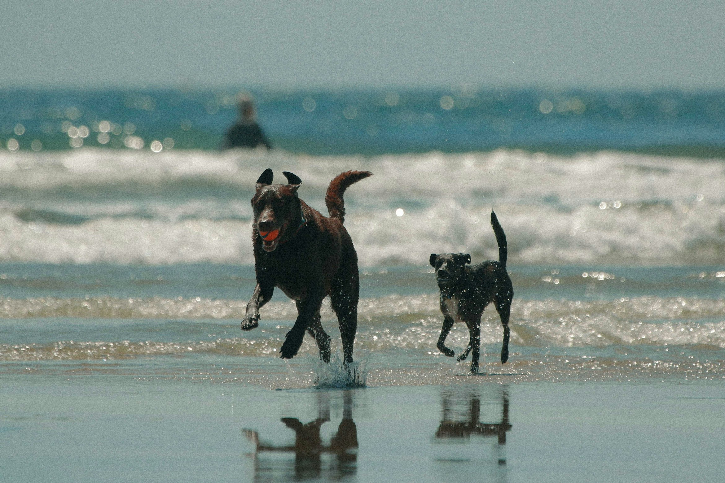 Pet-friendly vacation rentals in San Diego
