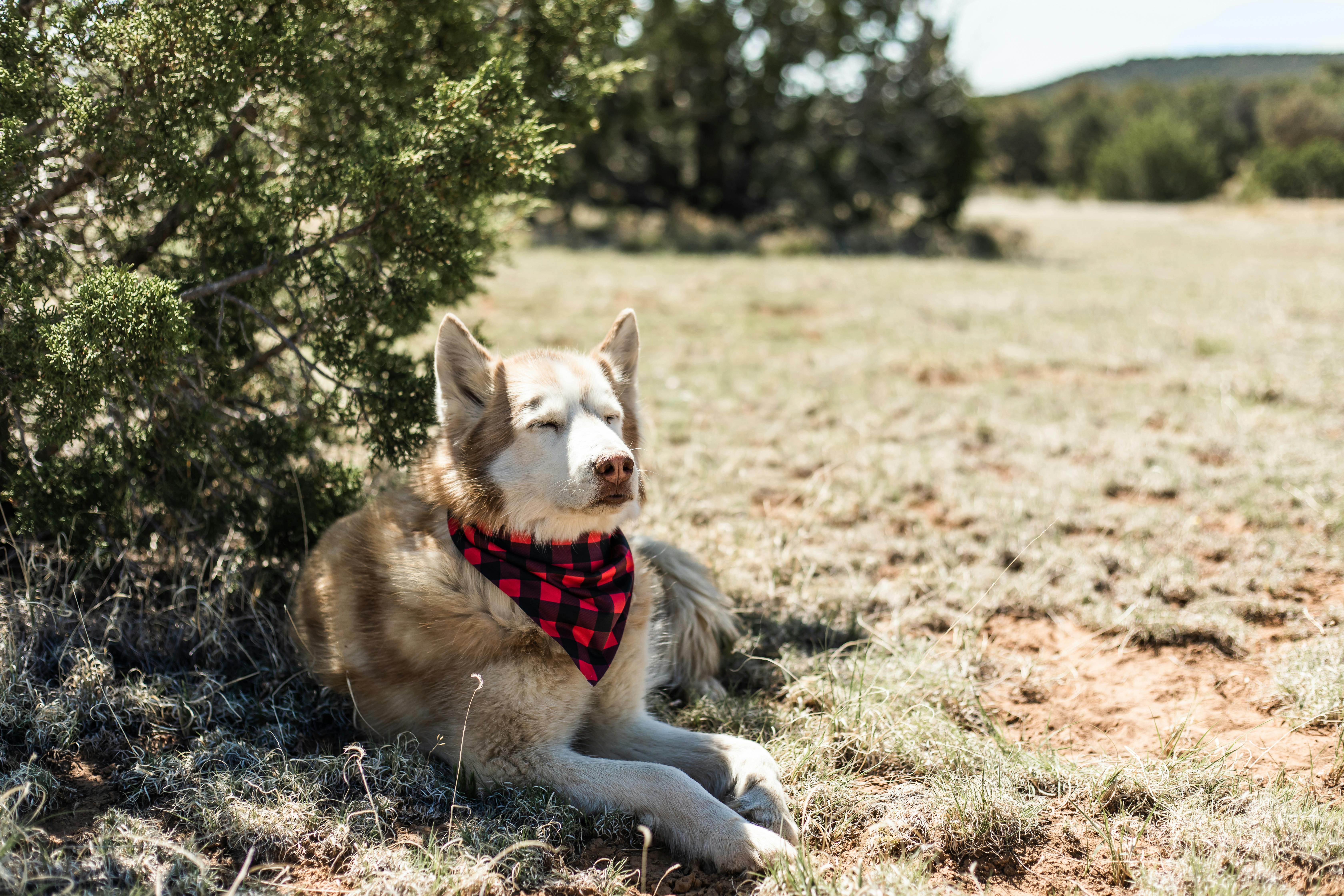 Pet-friendly vacation rentals in Sedona