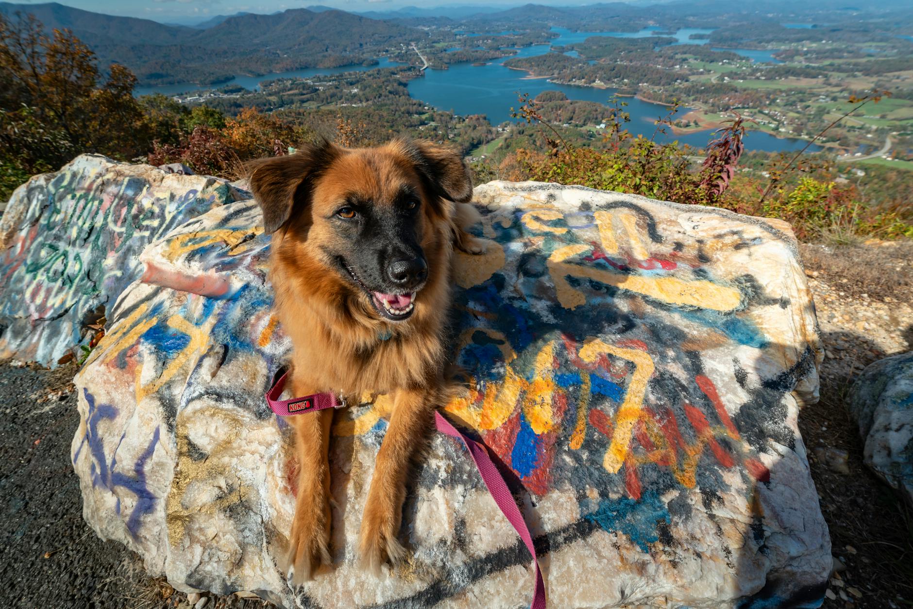 Pet-friendly vacation rentals in Smoky Mountains