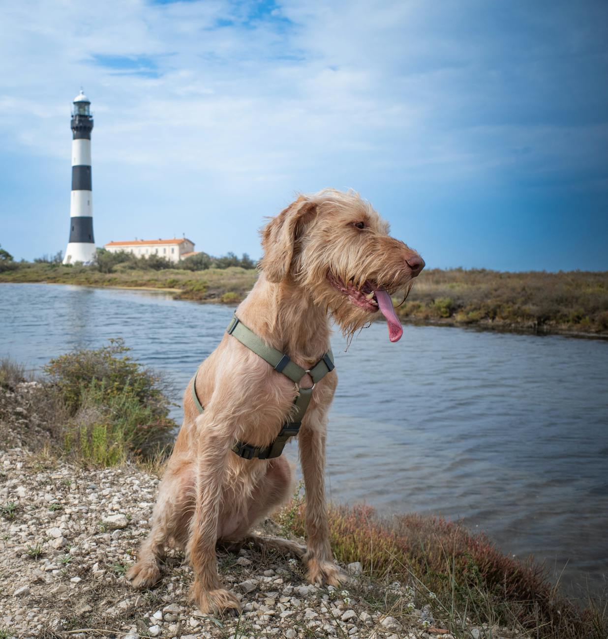 Pet-friendly vacation rentals in South Carolina