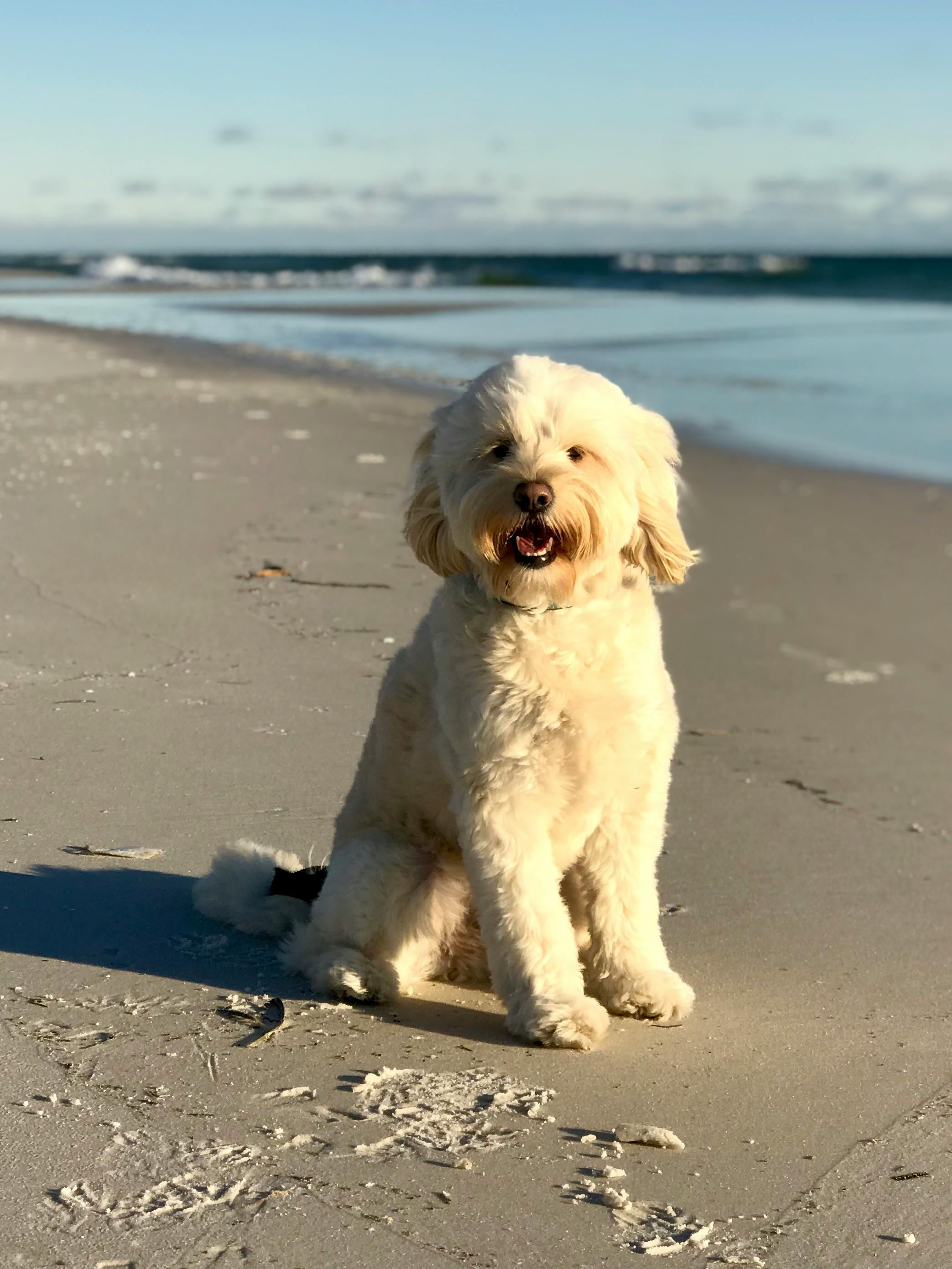 Pet-friendly vacation rentals in St. Augustine