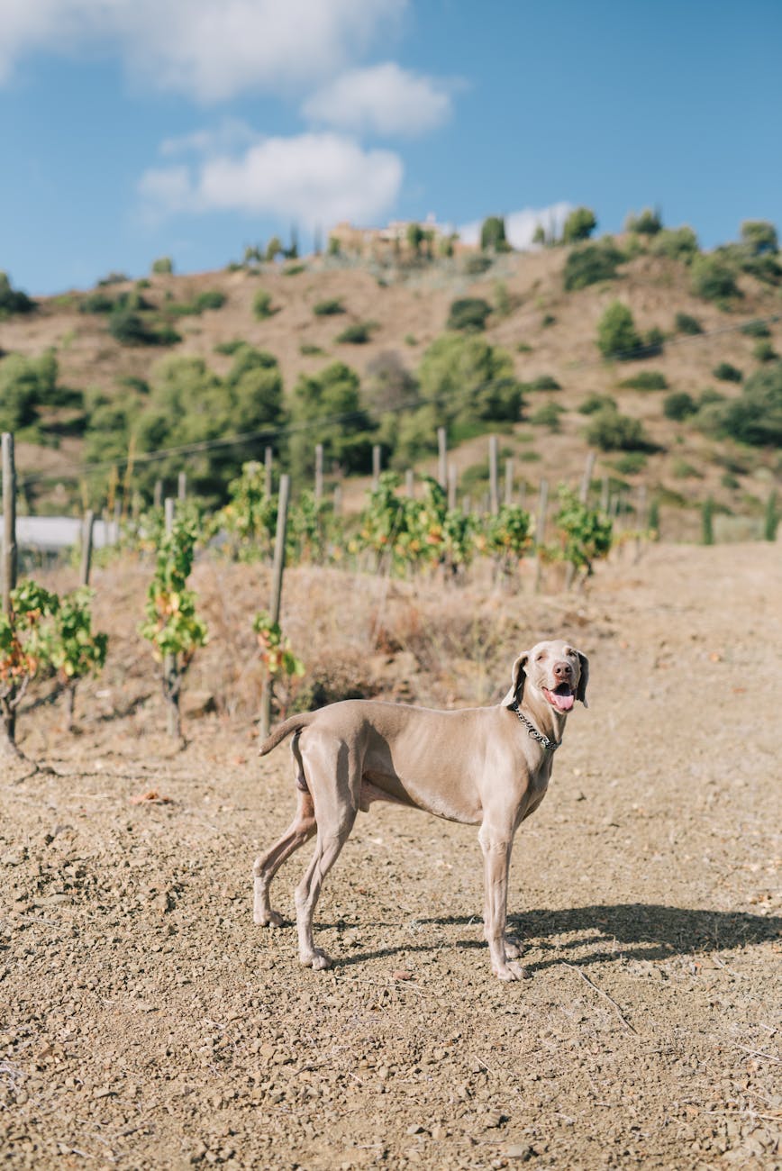 Pet-friendly vacation rentals in Temecula