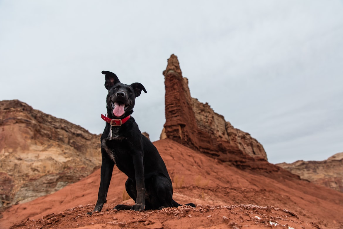 Pet-friendly vacation rentals in Utah